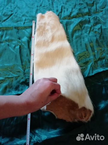 Шкурка ондатры (или нутрии) Шкурка ондатры (или нутрии)