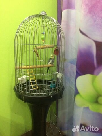 Продам попугая с клеткой купить на Зозу.ру - фотография № 1