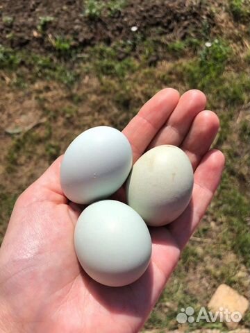 Ухейилюй: инкубационное яйцо и цыплята купить на Зозу.ру - фотография № 4