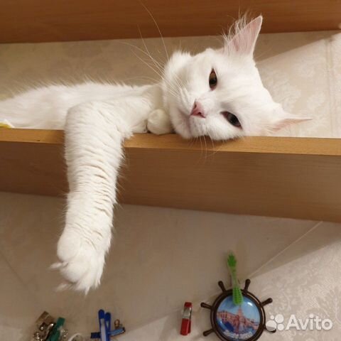 Cat knit