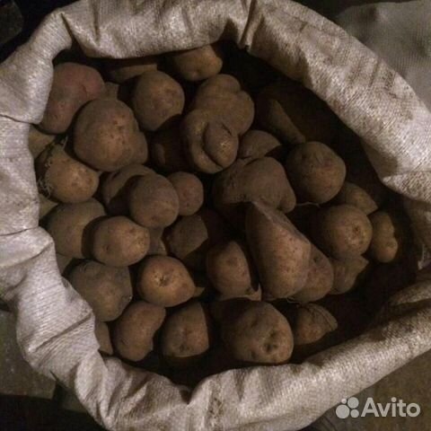 Картофель на корм скоту(некондиция) купить на Зозу.ру - фотография № 1