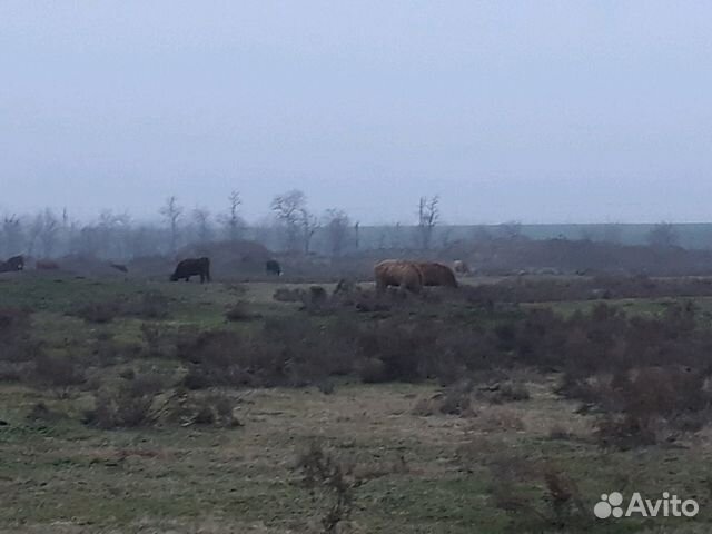 Продам коров купить на Зозу.ру - фотография № 2