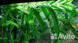 Рыбки,аквариумные креветки, аквариумные растения купить на Зозу.ру - фотография № 6