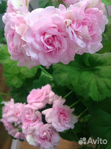 Герань пеларгония розебудная махровая зональная