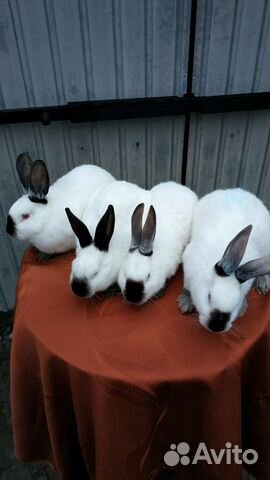 Кролики Калифорнийской породы купить на Зозу.ру - фотография № 2
