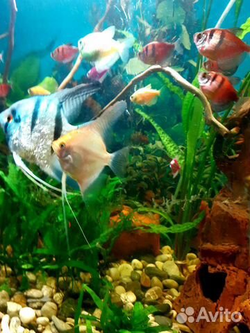 Рыбки,креветки,аквариум 100л купить на Зозу.ру - фотография № 4