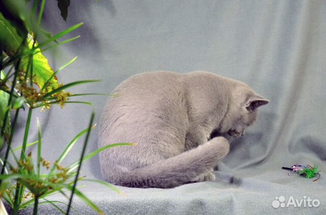 Британский котик, возможно в разведение купить на Зозу.ру - фотография № 4