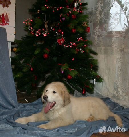 Большая перинейская горная собака - щенки купить на Зозу.ру - фотография № 3