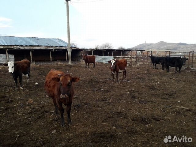 Коровы тельные купить на Зозу.ру - фотография № 5