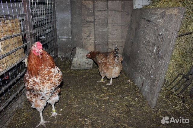 Инкубационные яйца, цыплята породистых кур купить на Зозу.ру - фотография № 9