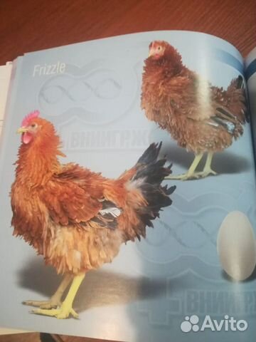 Продам яйцо инкубационное и цыплят несушек разных купить на Зозу.ру - фотография № 1
