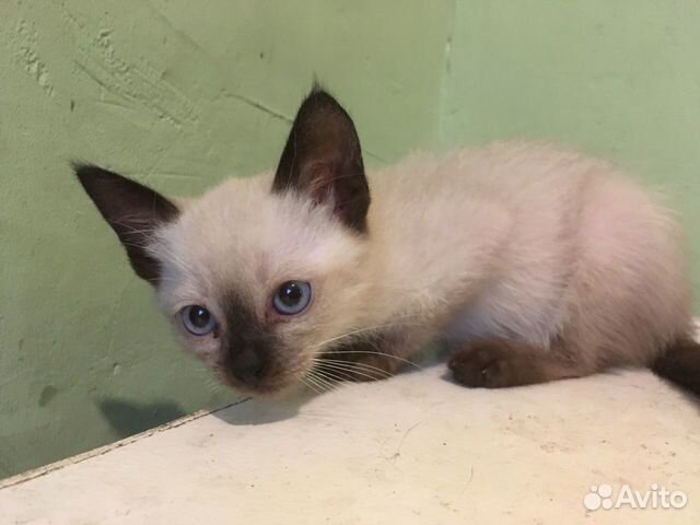 Сиамский котёнок