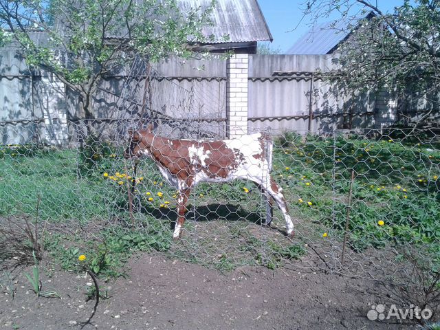 Продается корова айрширской породы купить на Зозу.ру - фотография № 6