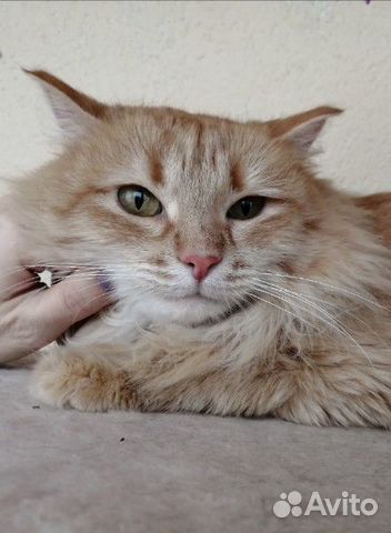 Кошка Алиса