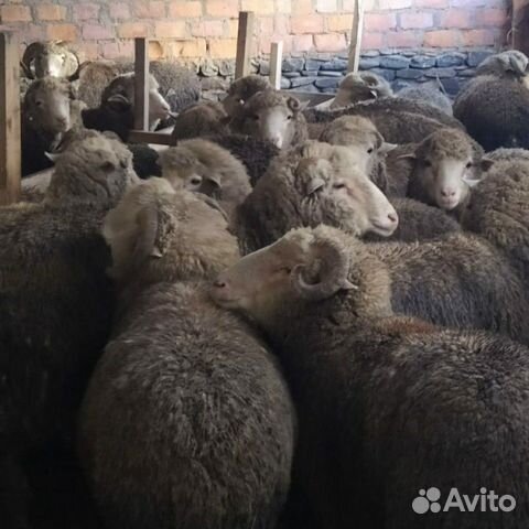 Овцы Качкари 55 шт купить на Зозу.ру - фотография № 3