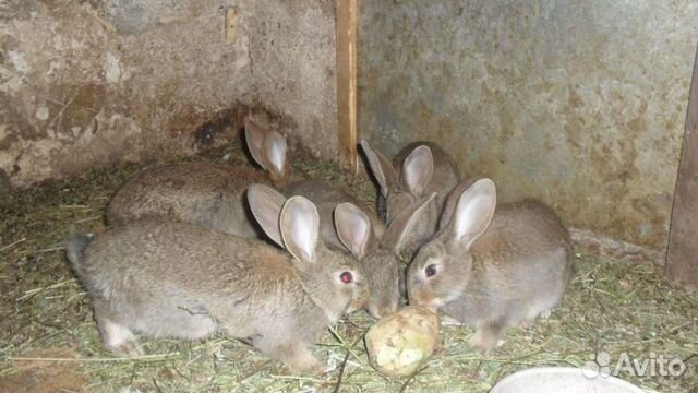 Кролики Фландер купить на Зозу.ру - фотография № 2