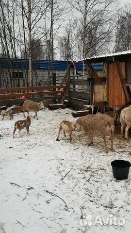 Ягнята Катумские,ярочка,овцы купить на Зозу.ру - фотография № 4