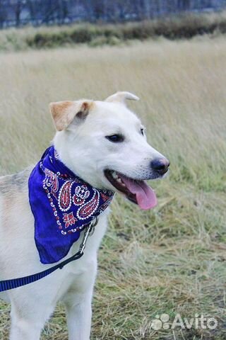 Молодой пёс Малыш в дар купить на Зозу.ру - фотография № 2