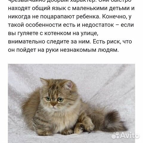 Пристраивается кошка купить на Зозу.ру - фотография № 5