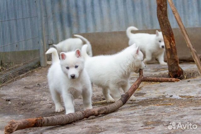 Очаровательные белые малыши. щенки хаски купить на Зозу.ру - фотография № 3