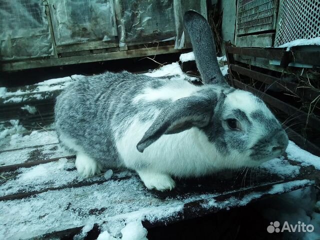 Продажа кроликов купить на Зозу.ру - фотография № 1