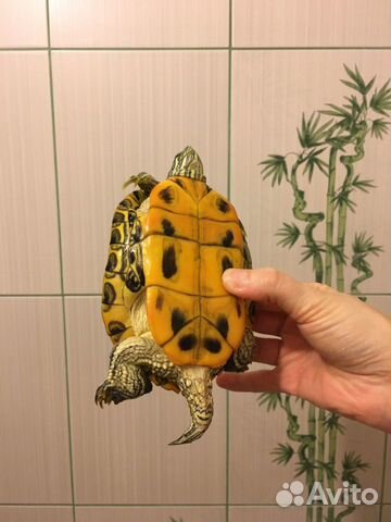 Красноухая черепаха купить на Зозу.ру - фотография № 4