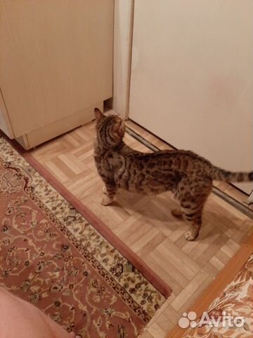 Кошка бенгалка купить на Зозу.ру - фотография № 2