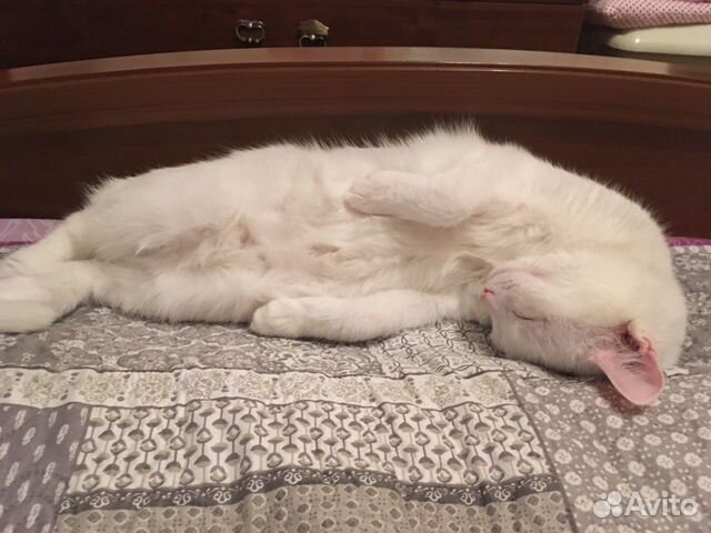 Кот Кот
