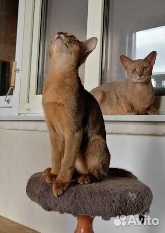 Абиссинские котята купить на Зозу.ру - фотография № 4
