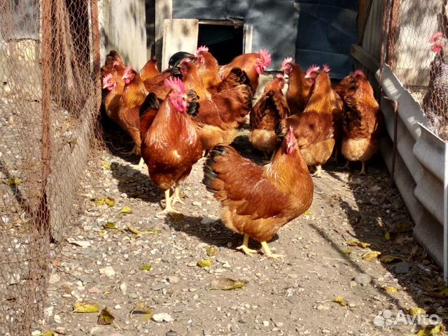 Суточные цыплята и инкуб. яйцо тяжелых мясных кур купить на Зозу.ру - фотография № 6