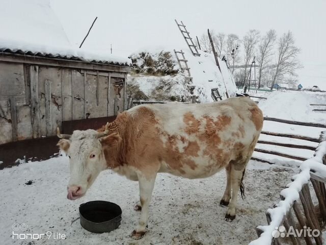 Корова стельная купить на Зозу.ру - фотография № 6