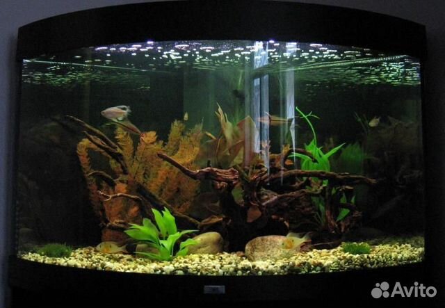 Аквариум под ключ / почистить аквариум