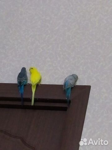 Волнистые попугаи купить на Зозу.ру - фотография № 1
