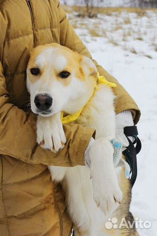 Собака щенок Эви в дар купить на Зозу.ру - фотография № 4