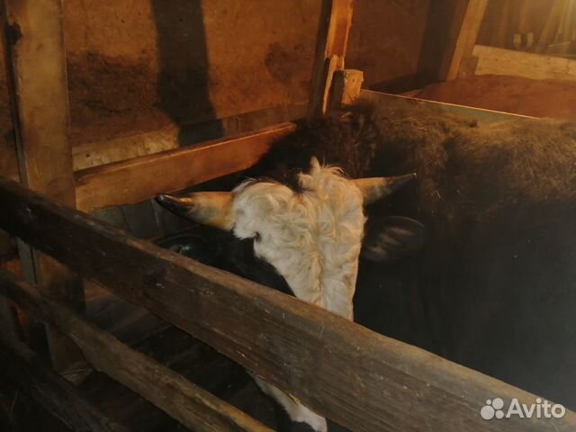 Продам 2 быка возраст 2,3 стоят на откорме цена за купить на Зозу.ру - фотография № 2
