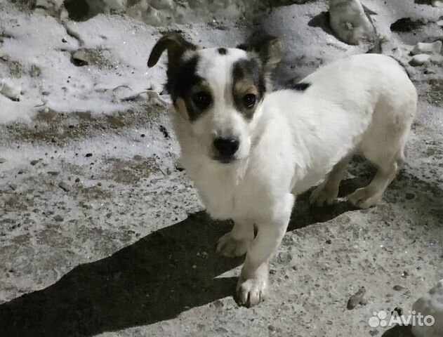 Найден щенок купить на Зозу.ру - фотография № 1