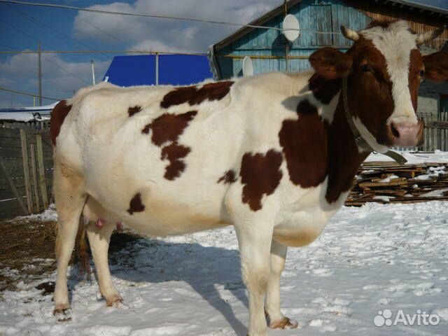 Купить корову в красноярском. Стельная корова. Красно пестрая порода коров. Корова стельная дойная. Продаётся стельная корова.