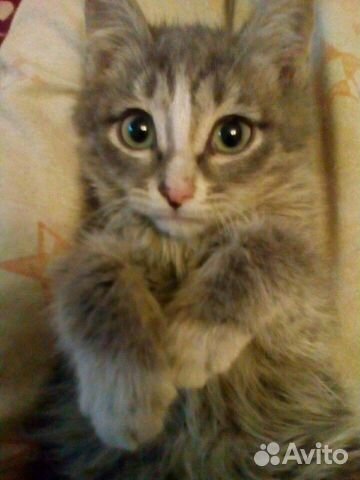 Котик, мальчик Котик, мальчик