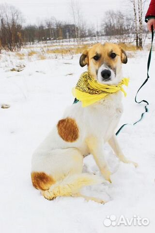 Собака Розочка в добрые руки бесплатно купить на Зозу.ру - фотография № 1
