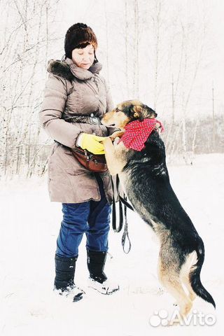 Собака Стенли Брамс в добрые руки бесплатно купить на Зозу.ру - фотография № 5