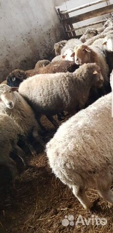 Продаются овцы,бараны, ягнята купить на Зозу.ру - фотография № 2