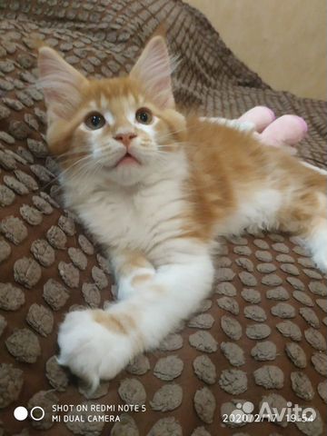 Котята Мейн кун