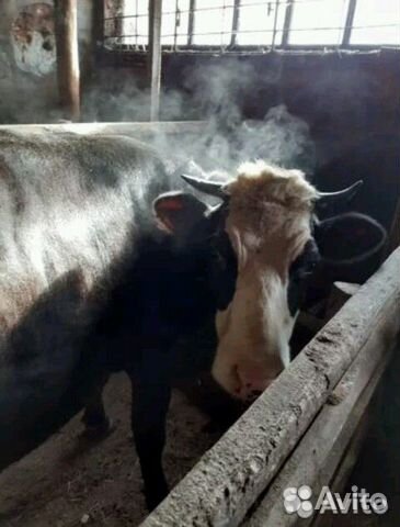 3 стельные коровы купить на Зозу.ру - фотография № 2