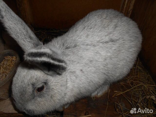 Ферма для кроликов купить на Зозу.ру - фотография № 3