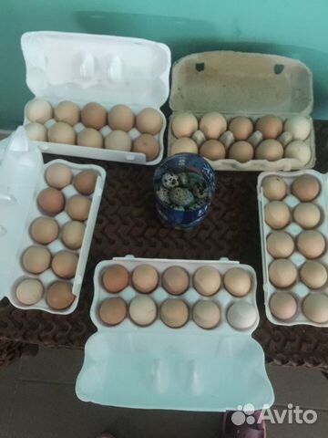 Продам Инкубационное Яйцо и цыплят купить на Зозу.ру - фотография № 4