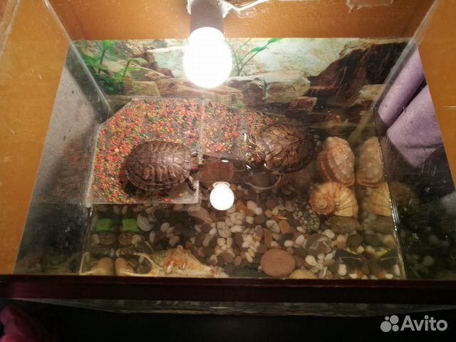 Аквариум с красноухими черепахами купить на Зозу.ру - фотография № 3