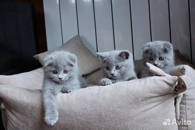 Шотландские котята (девочки) купить на Зозу.ру - фотография № 5