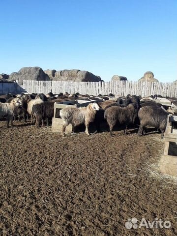 Продаю овец (кочкаров) купить на Зозу.ру - фотография № 5