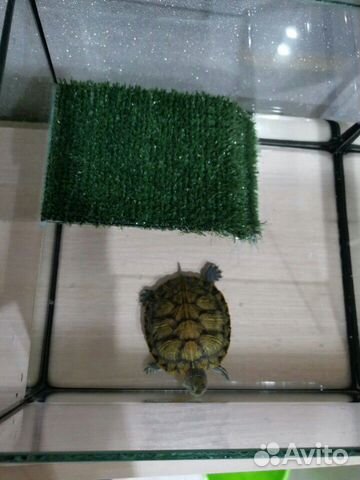 Продам черепаху и аквариум можно отдельно купить на Зозу.ру - фотография № 2