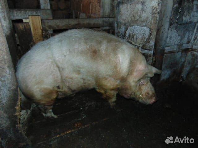 Мангалица, свиньи купить на Зозу.ру - фотография № 6
